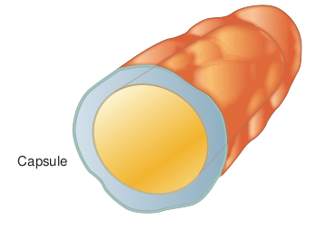 Structure of capsule  