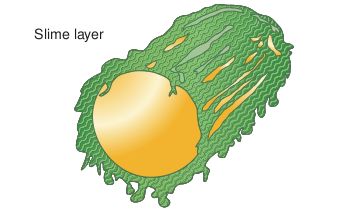 Structure of slime layer