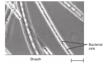 Sheathed bacterium