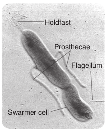 Prosthecate bacteria