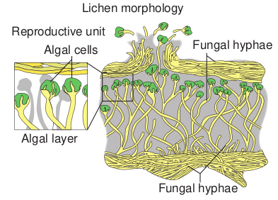 Lichen Morphology