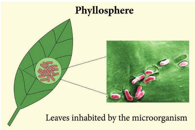 Microscopic appea