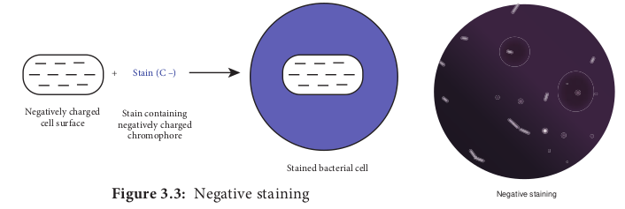 Negative staining  