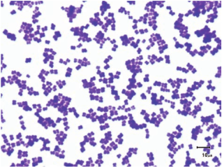 Simple stain – <em>Micrococcus sp.</em> stained with Methylene blue