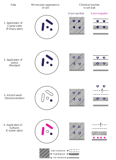 Steps, micrograph and chem