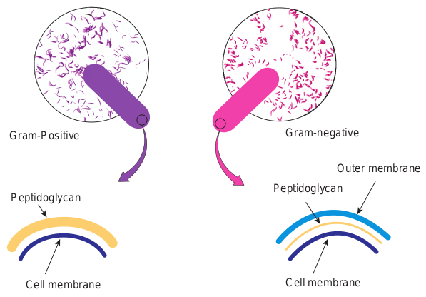 Cell wall of Gram pos  