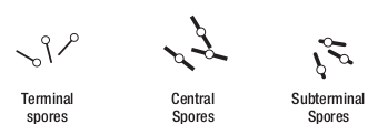 Position of spore in a vegetative cell.