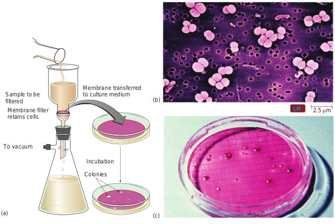 (a) Membrane filter appa microorganism filtered through membra