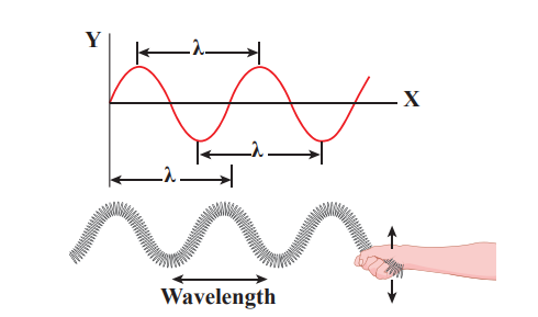 Figure 11.11 Wavelength for transverse waves