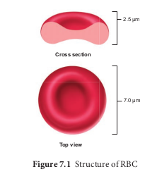 Structure of RBC