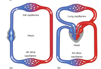 Diagrammatic representation of (a) single
circulation (b) double circulation