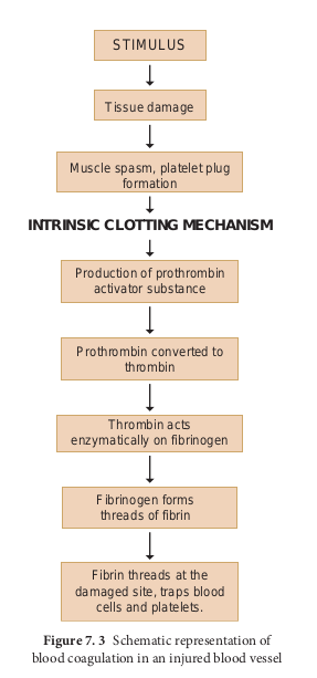 Schematic representation of blood coagulation in an injured blood vessel