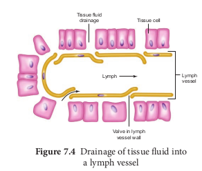 Drainage of tissue fluid into a lymph vessel