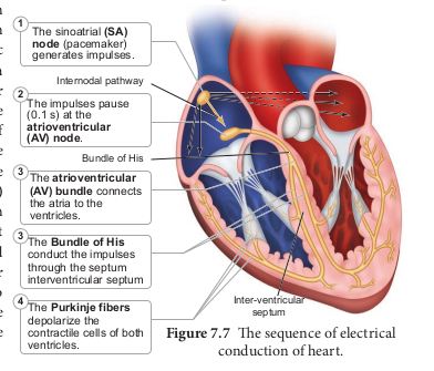 The sequence of electrical conduction of heart.