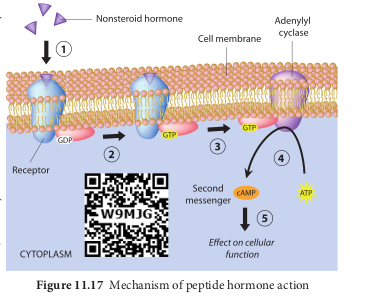 Figure .17