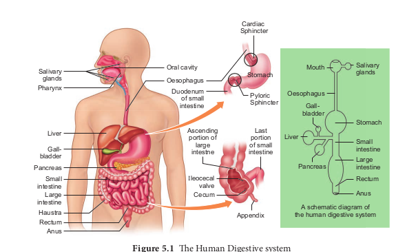 The Human Digestive system