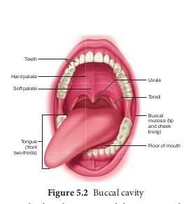 Buccal cavity