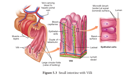 Small intestine with Villi