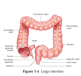 Large intestine