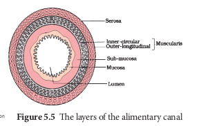 The layers of the alimentary cana