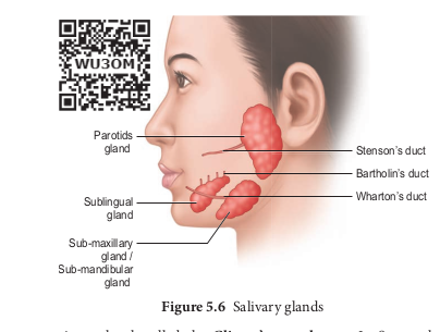 Salivary glands