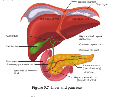 Liver and pancreas