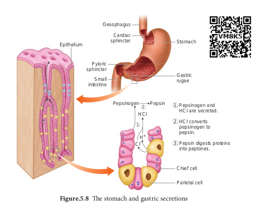 The stomach and gastric secretions