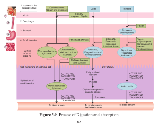 Process of Digestion and absorption