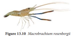 Marcrobrachium rosenbergii