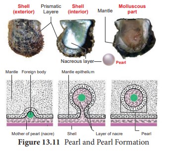 Pearl and Pearl formation