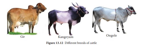 Different breeds of cattle