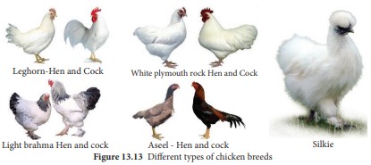 Different types of chicken breeds