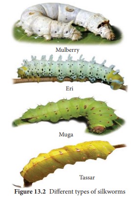 Different type of silkworms