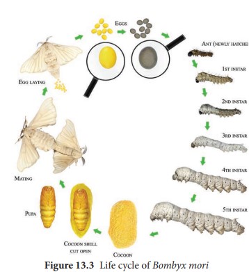 Life cycle of Bombyx mori