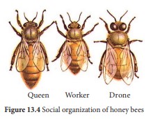 social organization of honey bees