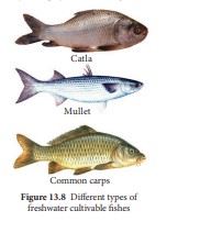 Different types of freshwater cultivable fishes 