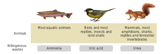 Excretory products in different groups of animals.