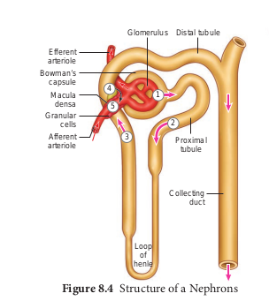 Structure of a Nephrons