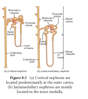 (a) Cortical nephrons are located predominantly in the outer cortex.  (b) Juxtamedullary nephrons are mainly located in the inner medulla