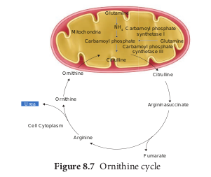 Ornithine cycle