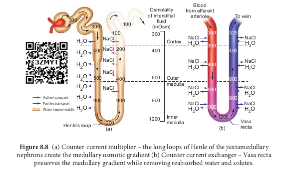 (a) Counter current multiplier – the long loops of Henle of the juxtamedullary nephrons create the medullary osmotic gradient.