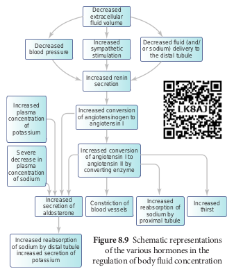 Schematic representations of the various hormones in the regulation of body fluid concentration