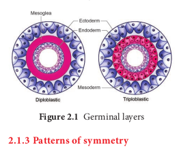 Germinal layers