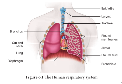 The Human respiratory system