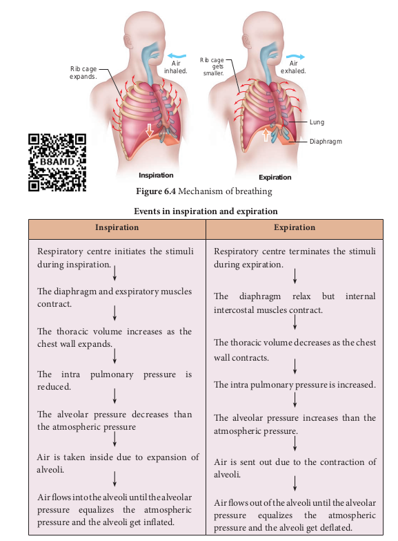 Mechanism of breathing&amp;Events in inspiration and expiration