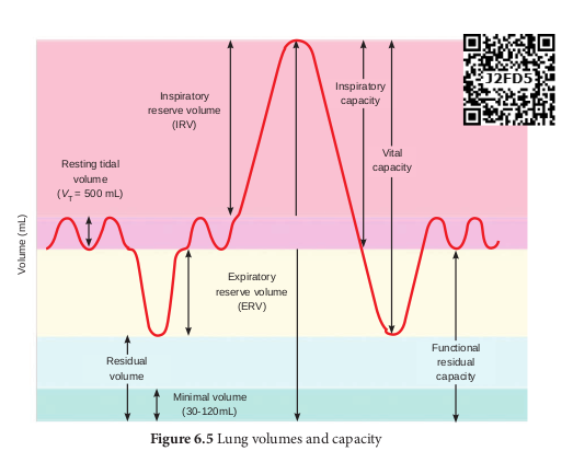 Lung volumes and capacity