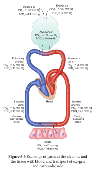 Exchange of gases at the alveolus and the tissue with blood and transport of oxygen and carbondioxide