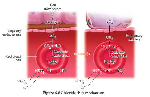 Chloride shift mechanism 