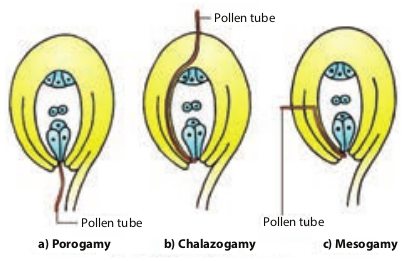 Figure 1.18 Path of pollen tube entry into the ovule