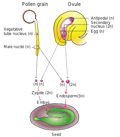 Figure 1.19 Fertilization in Angiosperms